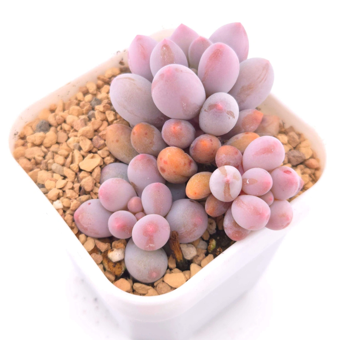 Pachyphytum ‘Machucae’ (Baby Finger) | 嬰兒手指 thumbnail 2