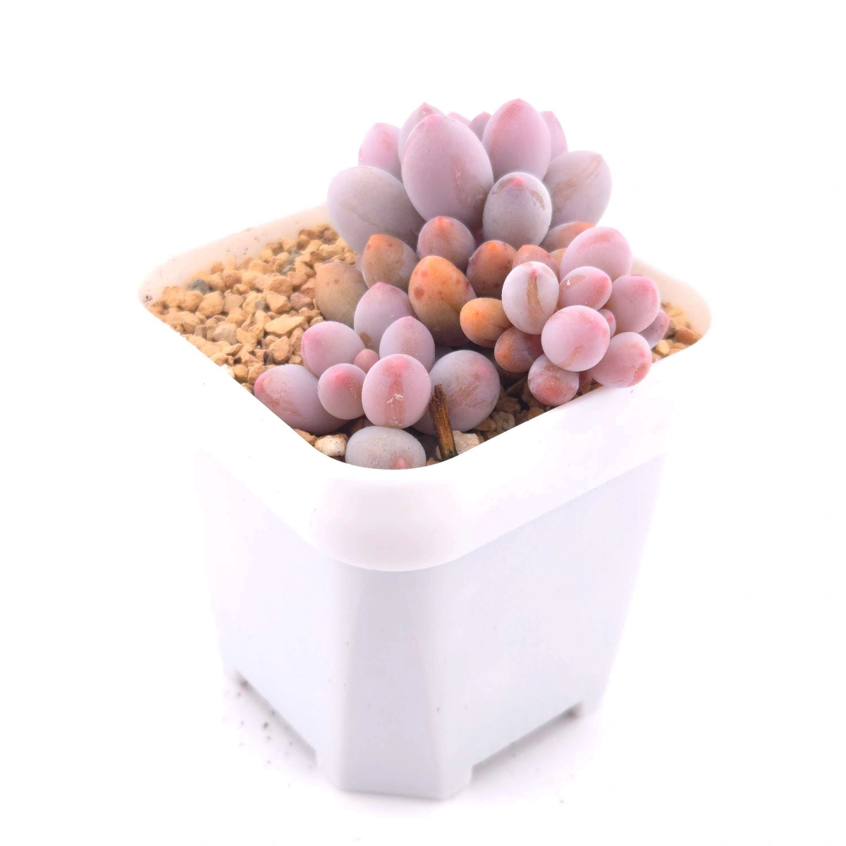Pachyphytum ‘Machucae’ (Baby Finger) | 嬰兒手指 thumbnail 3