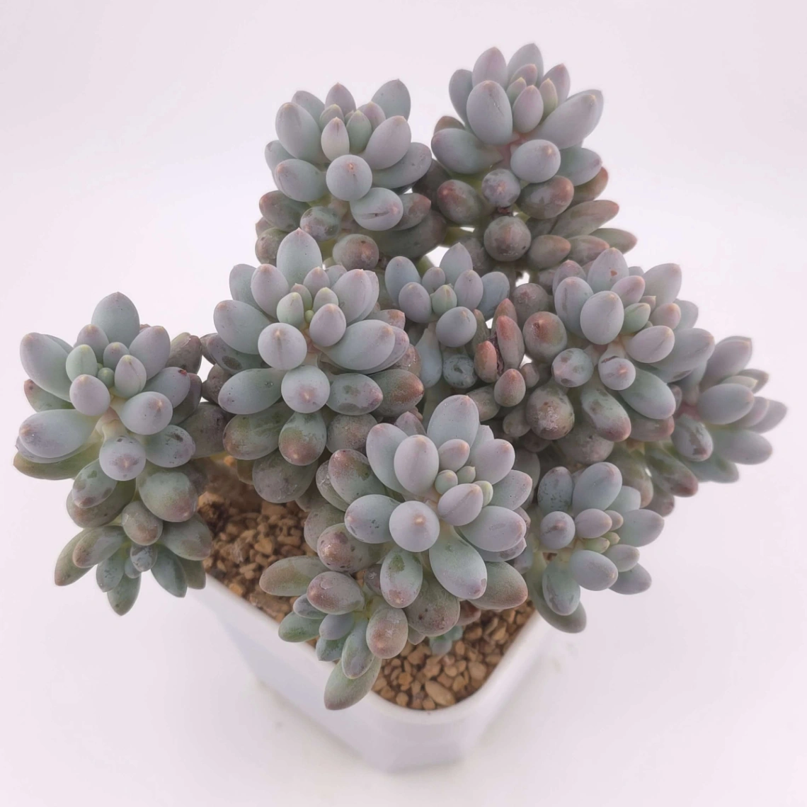 Pachyphytum ‘Machucae’ (Baby Finger) | 嬰兒手指 thumbnail 2