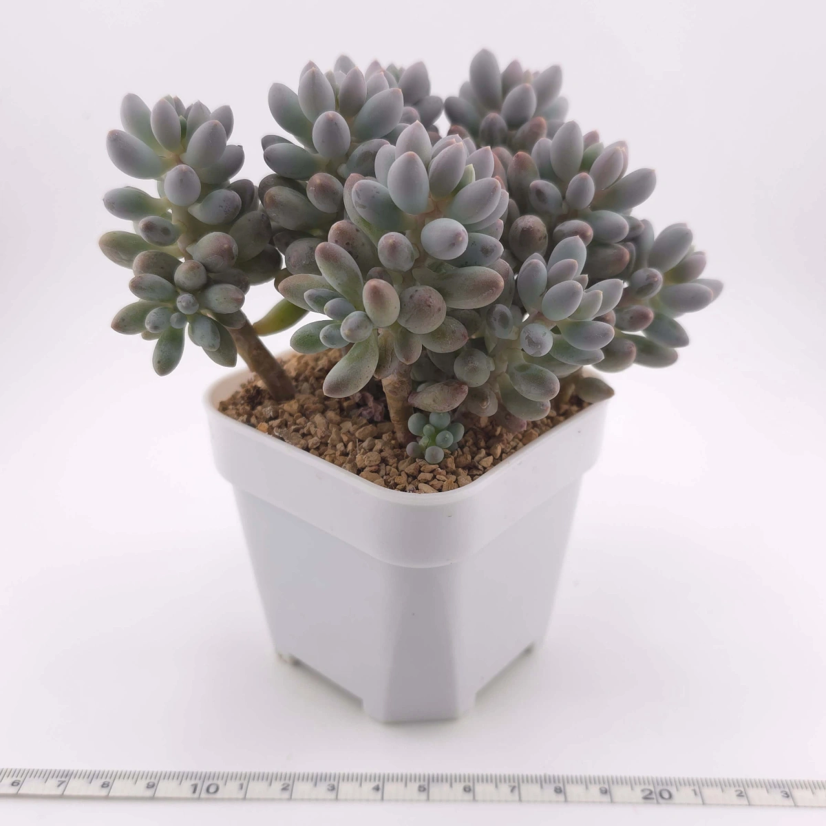 Pachyphytum ‘Machucae’ (Baby Finger) | 嬰兒手指 thumbnail 3