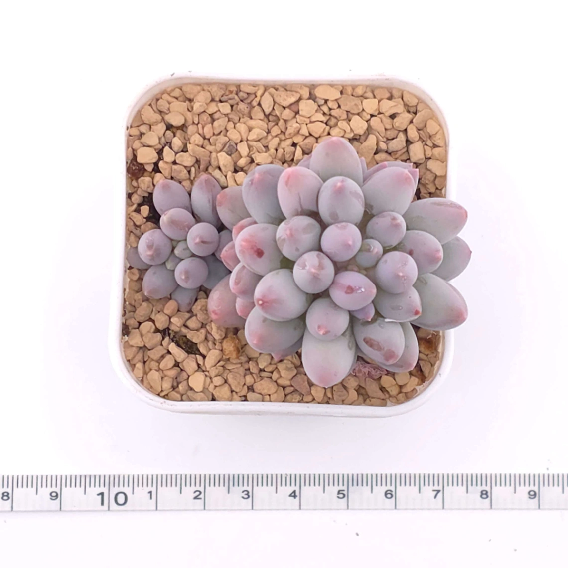 Pachyphytum ‘Machucae’ (Baby Finger) | 嬰兒手指 - View 1