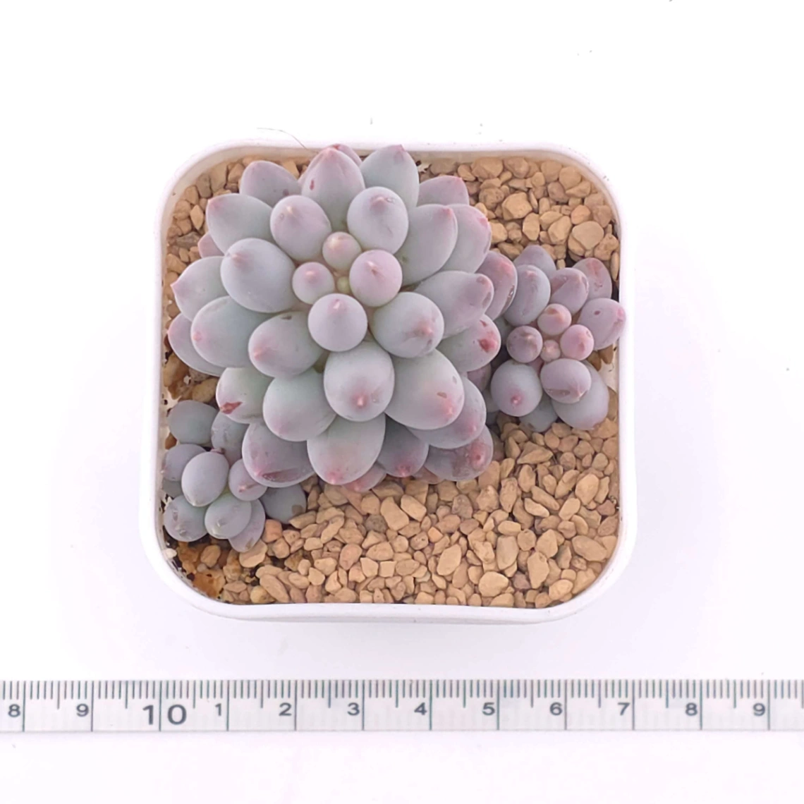 Pachyphytum ‘Machucae’ (Baby Finger) | 嬰兒手指 thumbnail 2