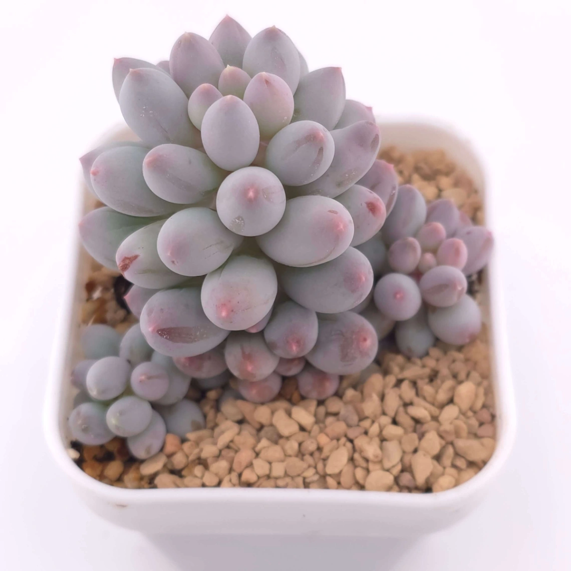 Pachyphytum ‘Machucae’ (Baby Finger) | 嬰兒手指 thumbnail 3