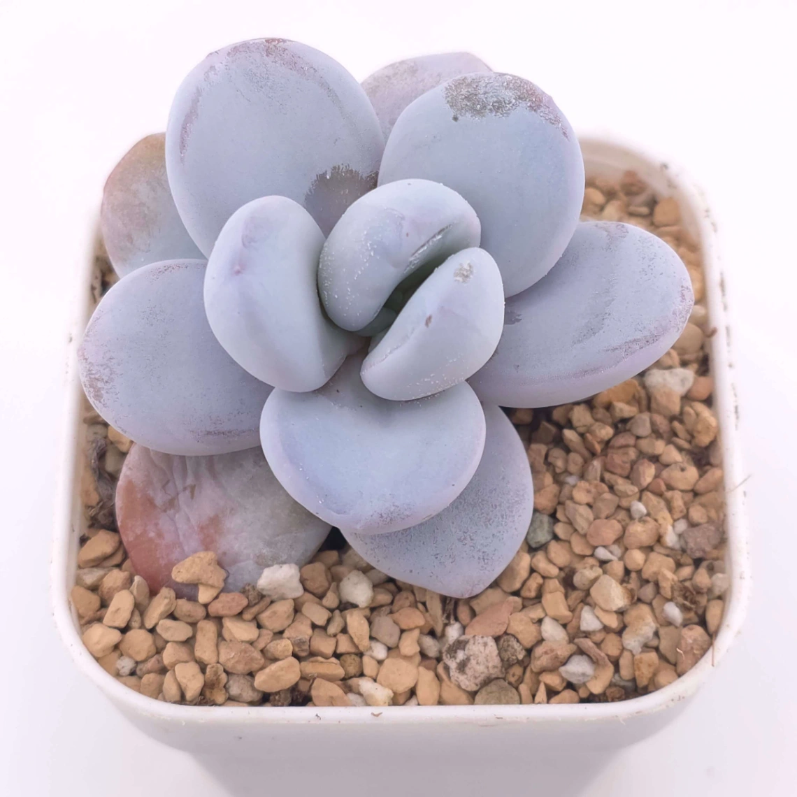 Pachyphytum ‘Cuicatecanum’ | 雪美人 thumbnail 2