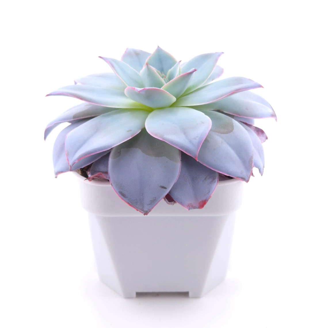 Echeveria ‘Cante’ | 廣寒宮 thumbnail 2