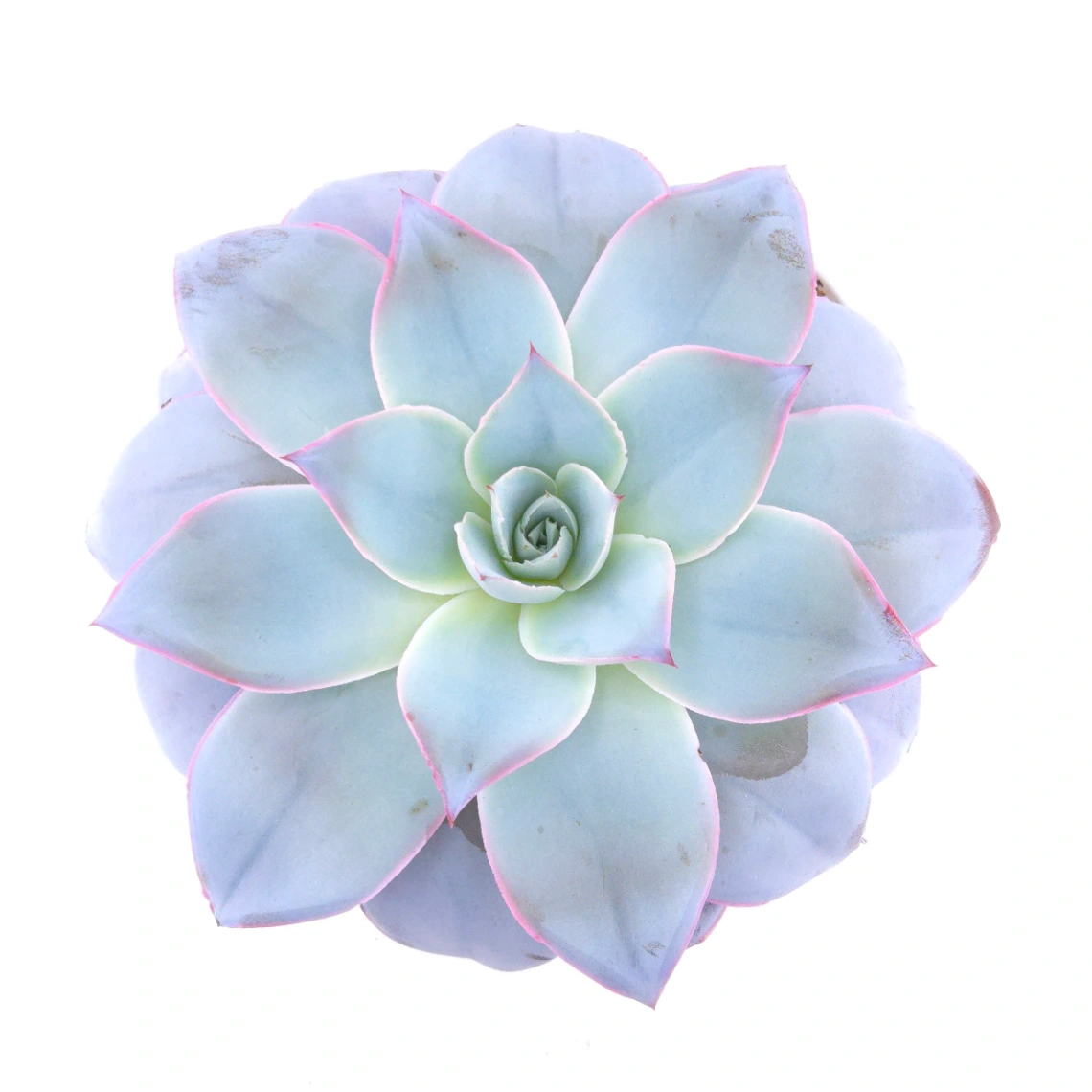 Echeveria ‘Cante’ | 廣寒宮 thumbnail 3