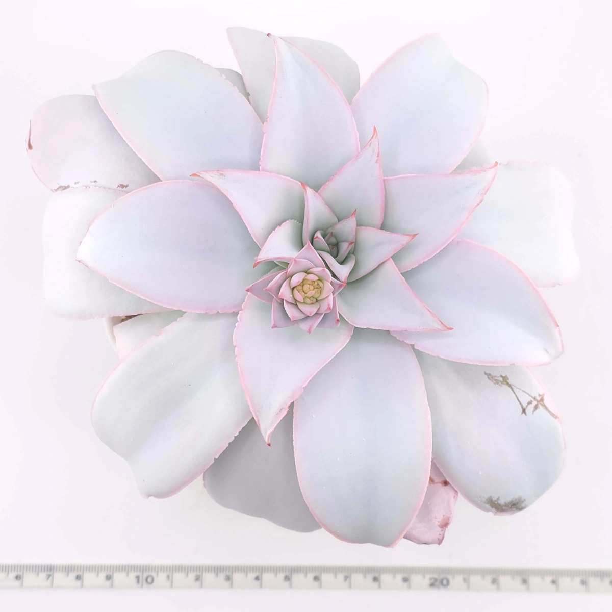 Echeveria ‘Cante’ | 廣寒宮 thumbnail 2