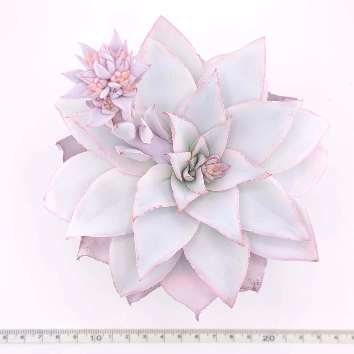 Echeveria ‘Cante’ | 廣寒宮 thumbnail 3