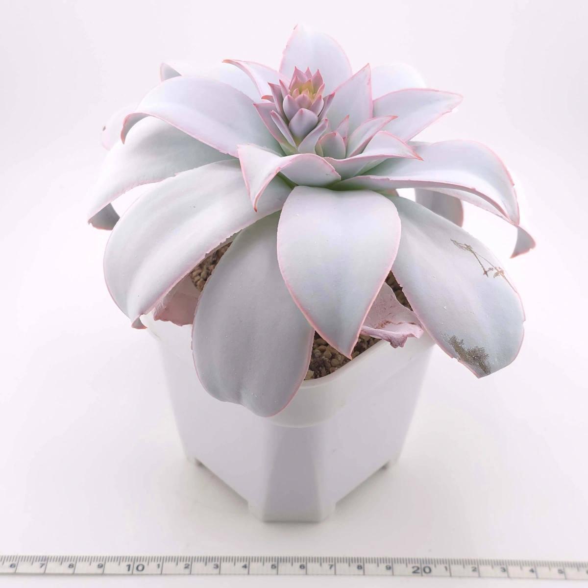 Echeveria ‘Cante’ | 廣寒宮 thumbnail 3