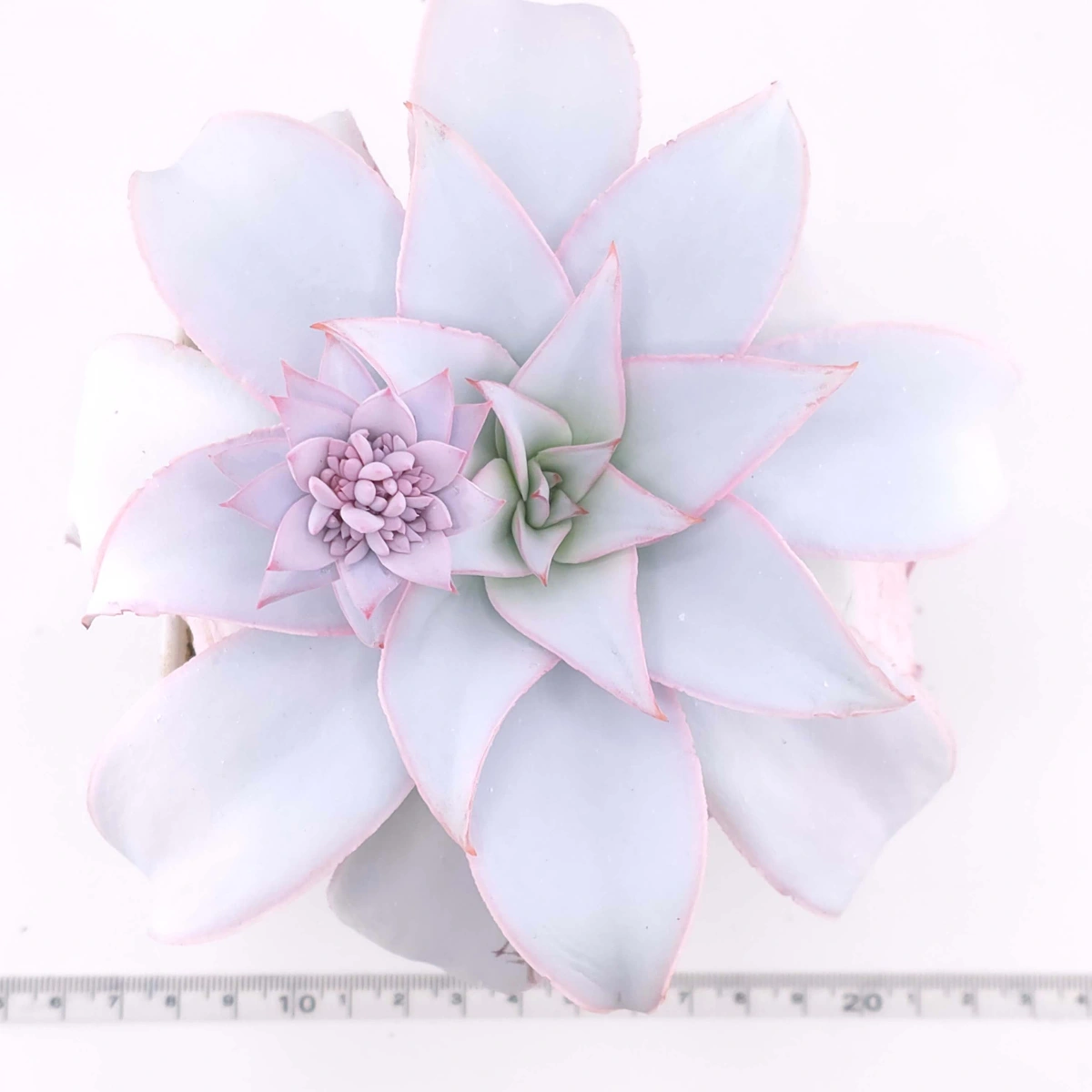 Echeveria ‘Cante’ | 廣寒宮 thumbnail 4