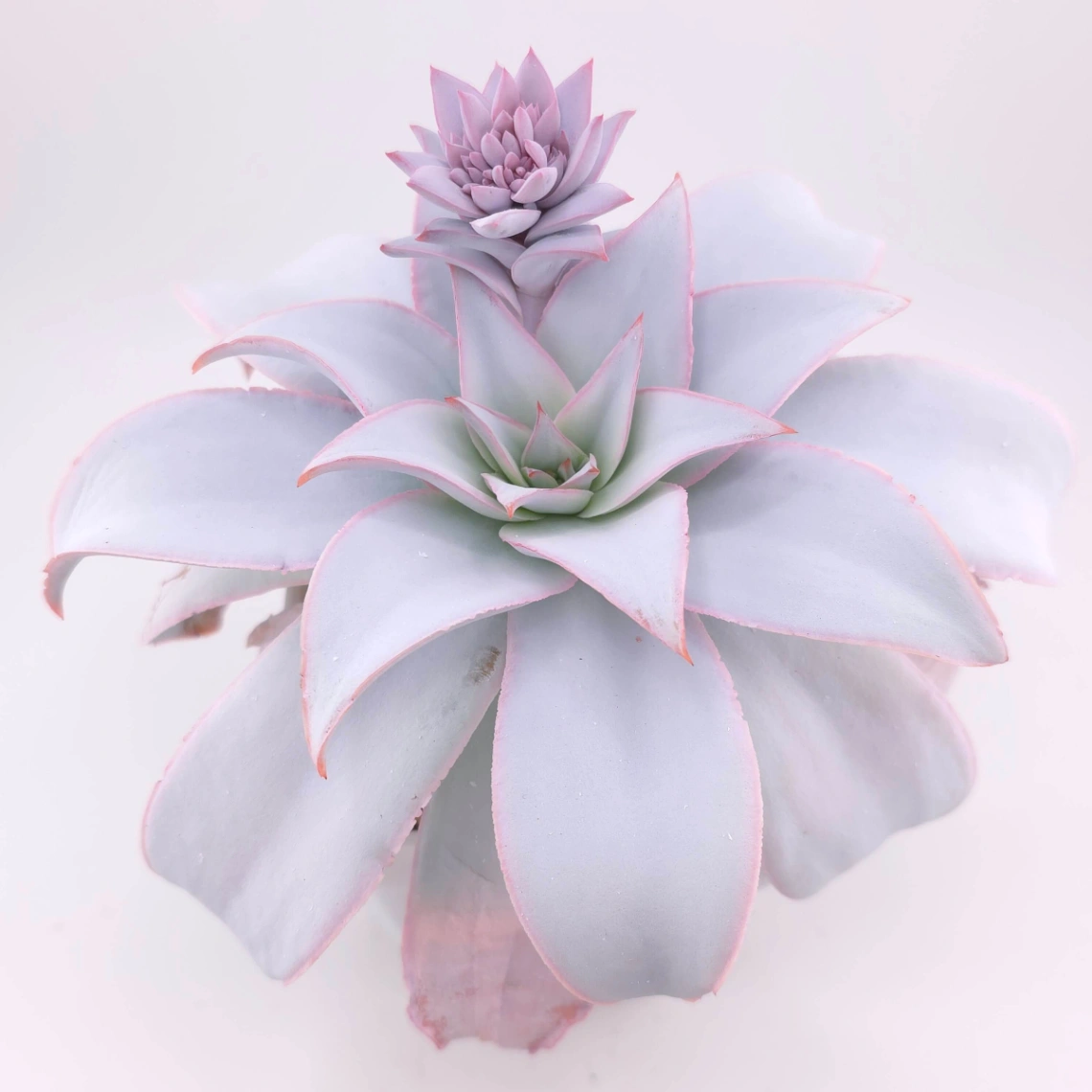Echeveria ‘Cante’ | 廣寒宮 thumbnail 5