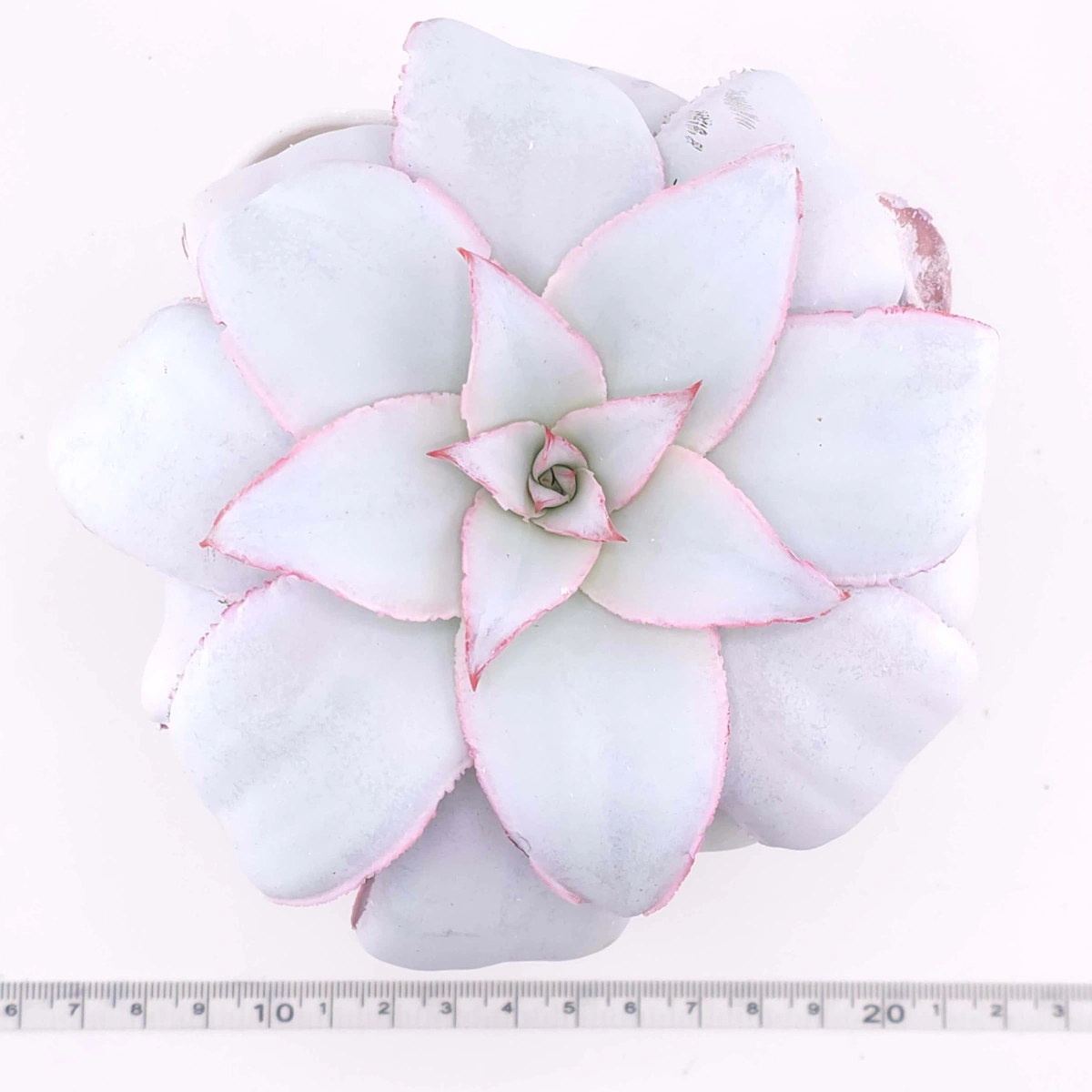 Echeveria ‘Cante’ | 廣寒宮 thumbnail 2