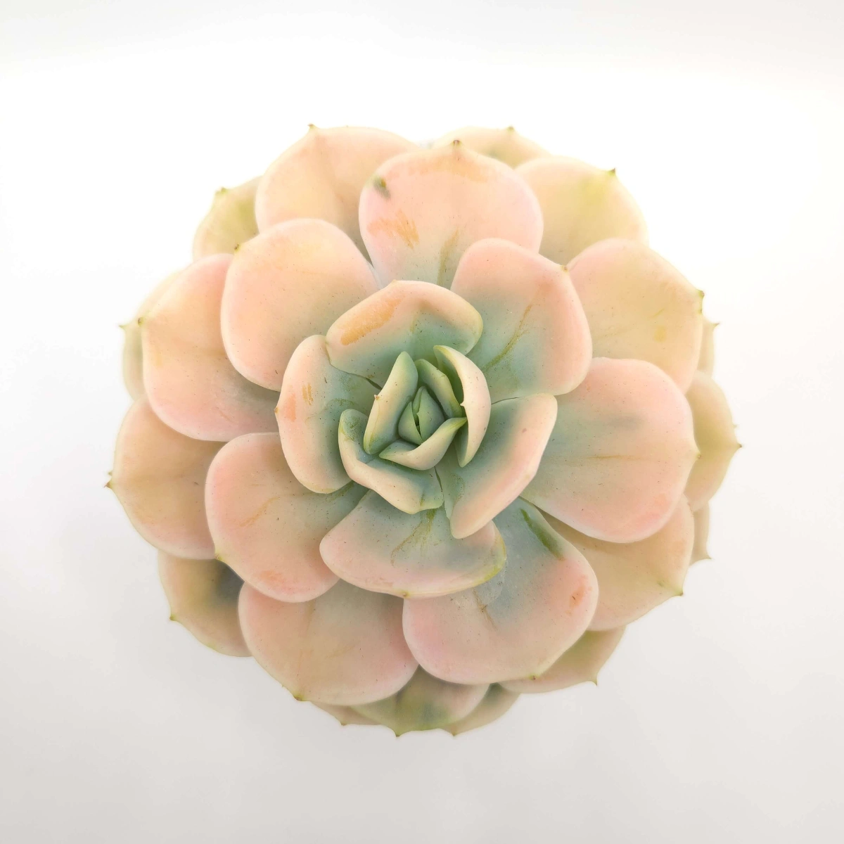 Echeveria ‘Blue Surprise’ Variegated | 藍色驚起錦 thumbnail 2