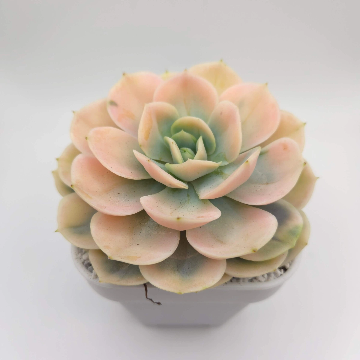 Echeveria ‘Blue Surprise’ Variegated | 藍色驚起錦 thumbnail 3