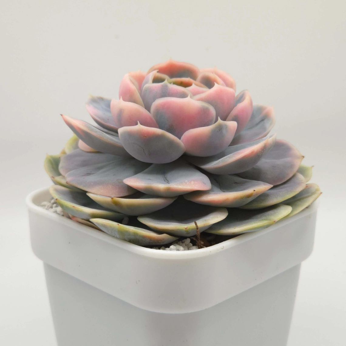 Echeveria ‘Blue Surprise’ Variegated | 藍色驚起錦 thumbnail 2