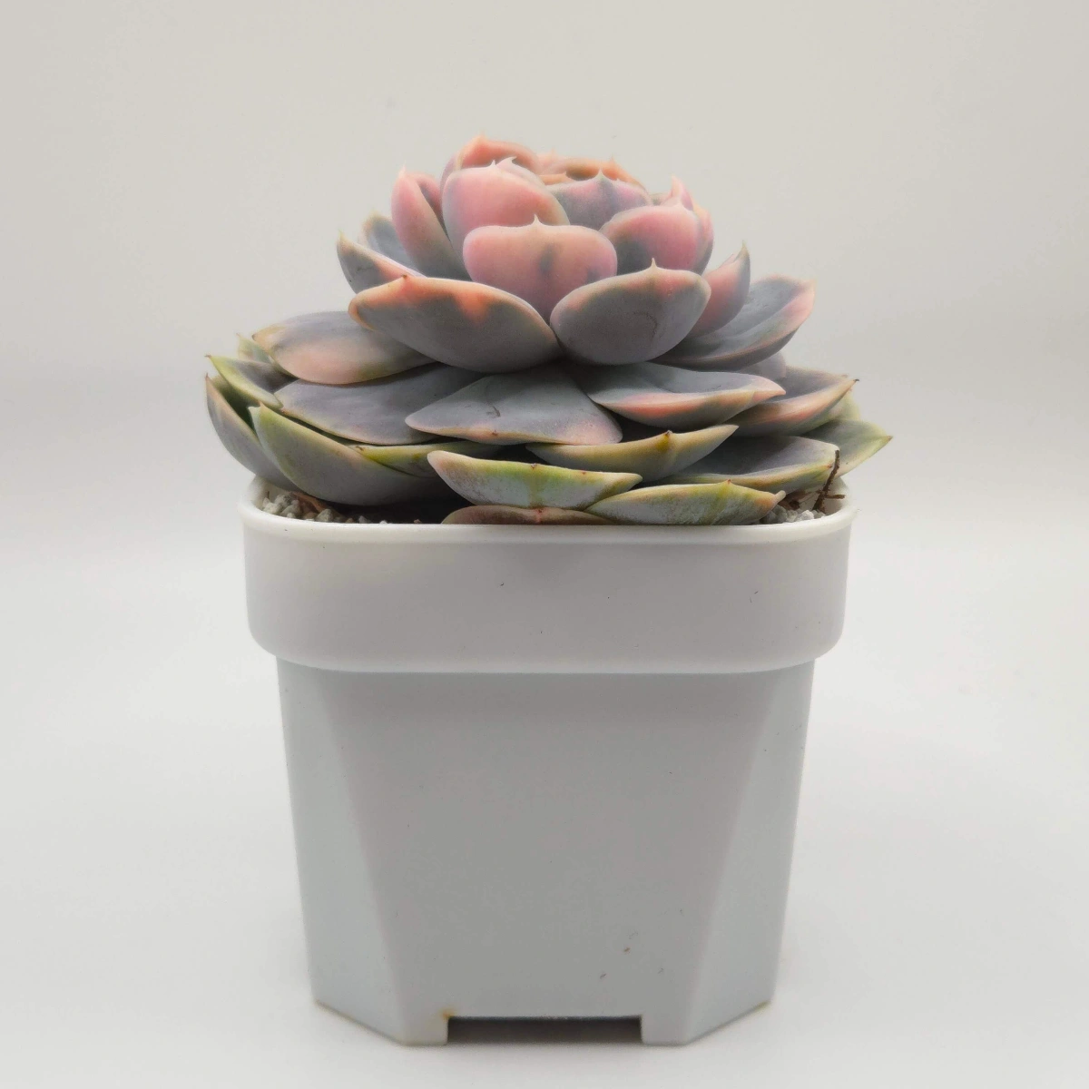 Echeveria ‘Blue Surprise’ Variegated | 藍色驚起錦 thumbnail 3