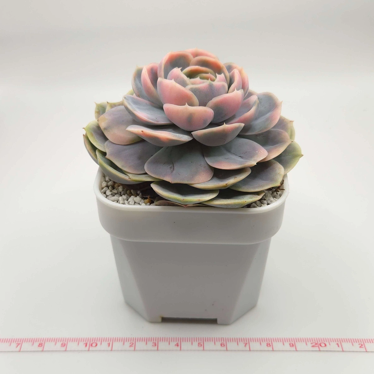 Echeveria ‘Blue Surprise’ Variegated | 藍色驚起錦 - View 1