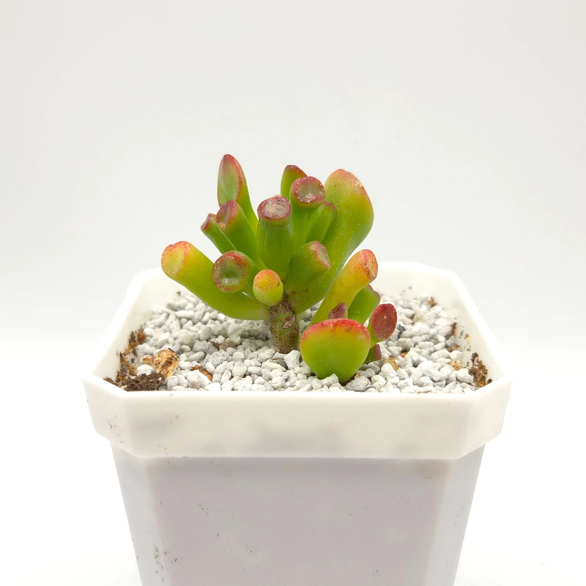 Crassula Ovata ‘Lady’S Finger’ | 筒葉花月 thumbnail 2
