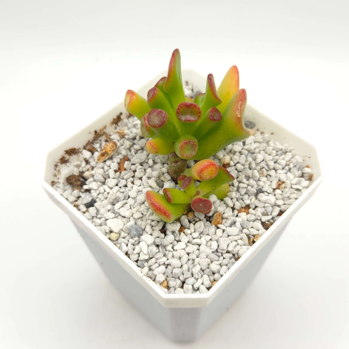 Crassula Ovata ‘Lady’S Finger’ | 筒葉花月 thumbnail 3