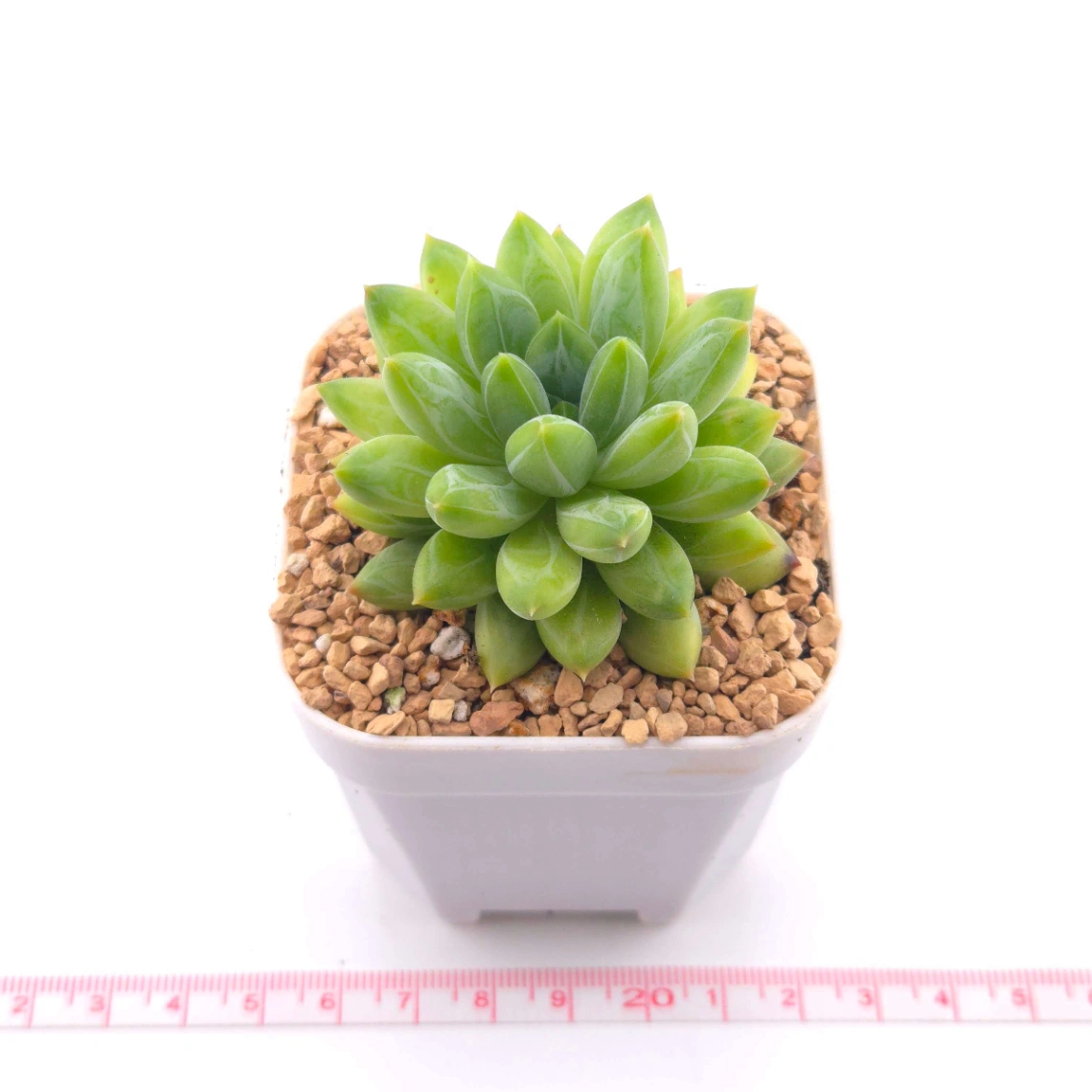 Pachyphytum Compactum ‘Little Jewel’ | 千代田之松 thumbnail 2