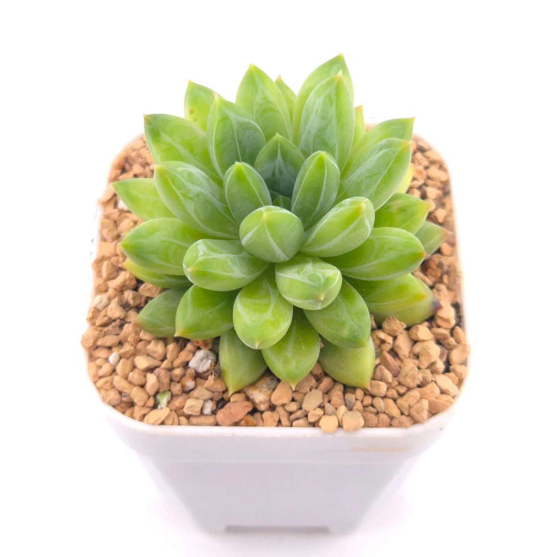Pachyphytum Compactum ‘Little Jewel’ | 千代田之松 thumbnail 3