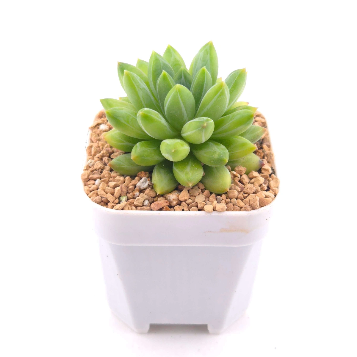 Pachyphytum Compactum ‘Little Jewel’ | 千代田之松 - View 1