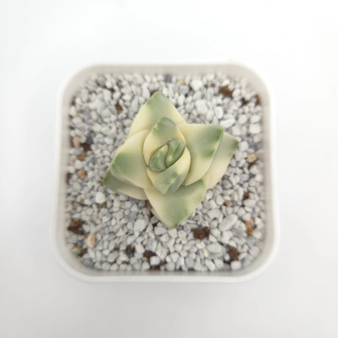 Crassula cv ‘ Moonglow’ variegated | 紀之川錦 thumbnail 2