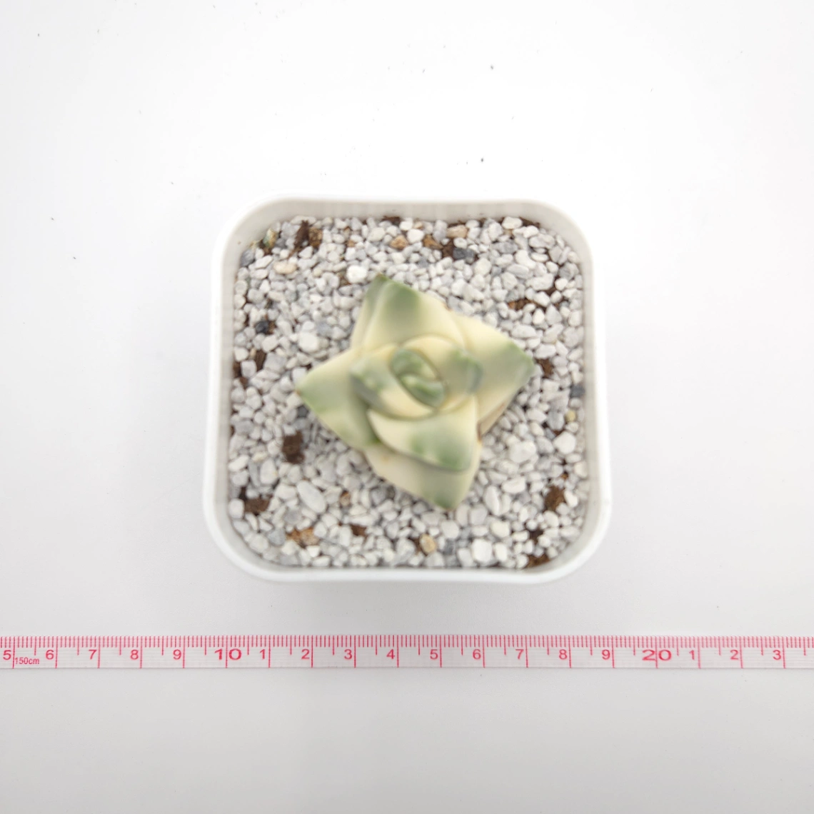 Crassula cv ‘ Moonglow’ variegated | 紀之川錦 thumbnail 3