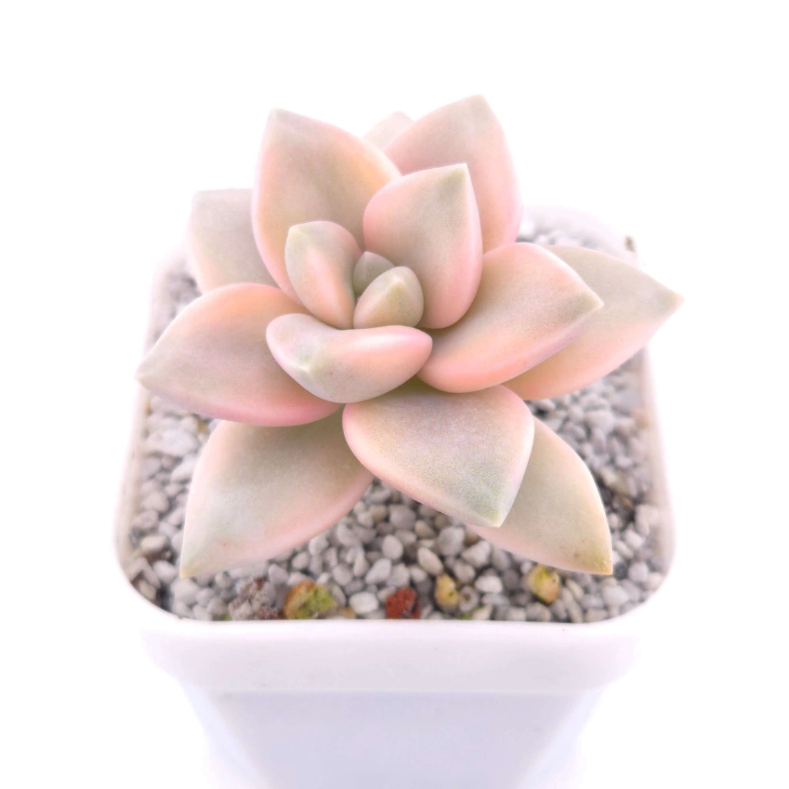 Graptopetalum paraguayense ‘Awayuki’ variegated | 淡雪 - View 1
