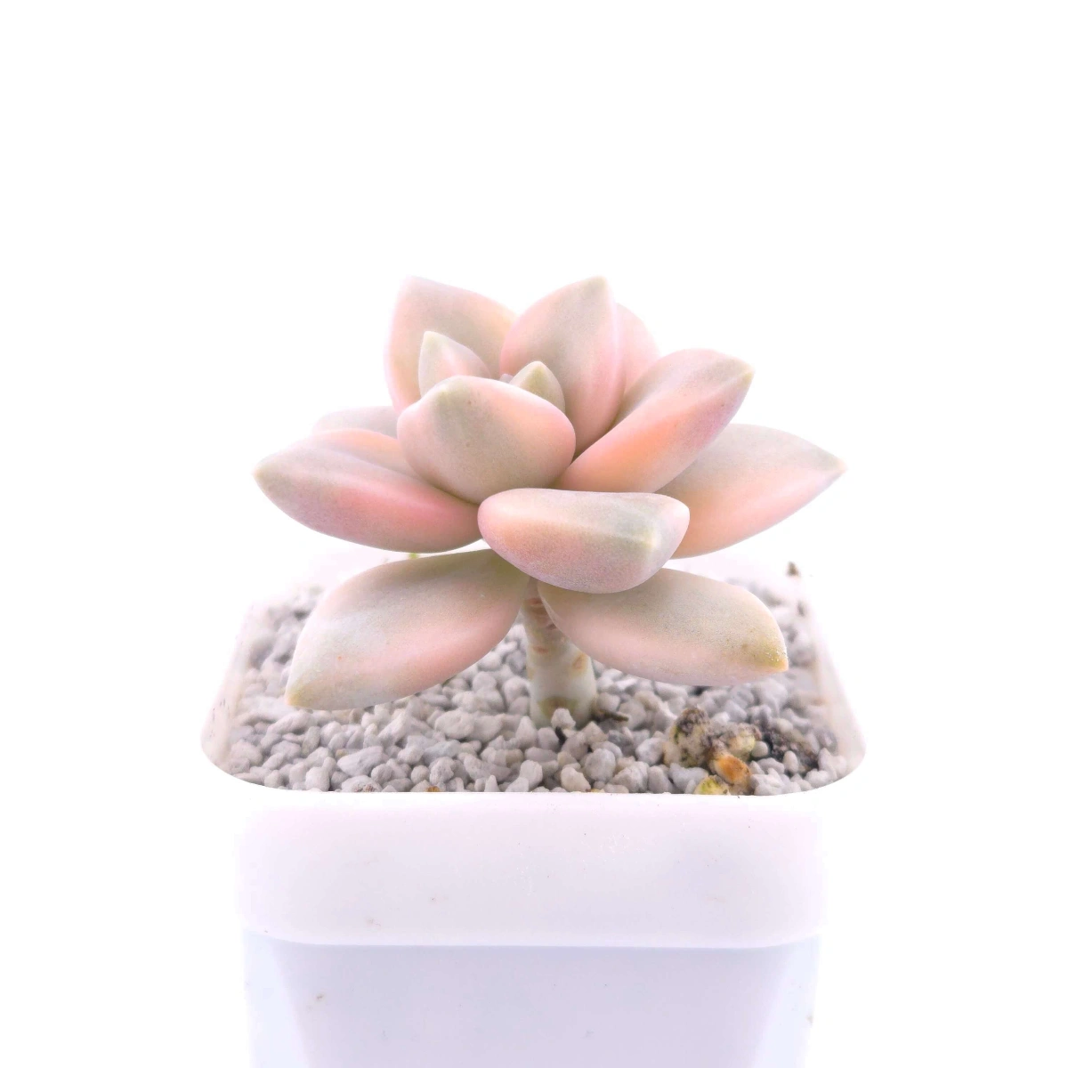 Graptopetalum paraguayense ‘Awayuki’ variegated | 淡雪 thumbnail 2