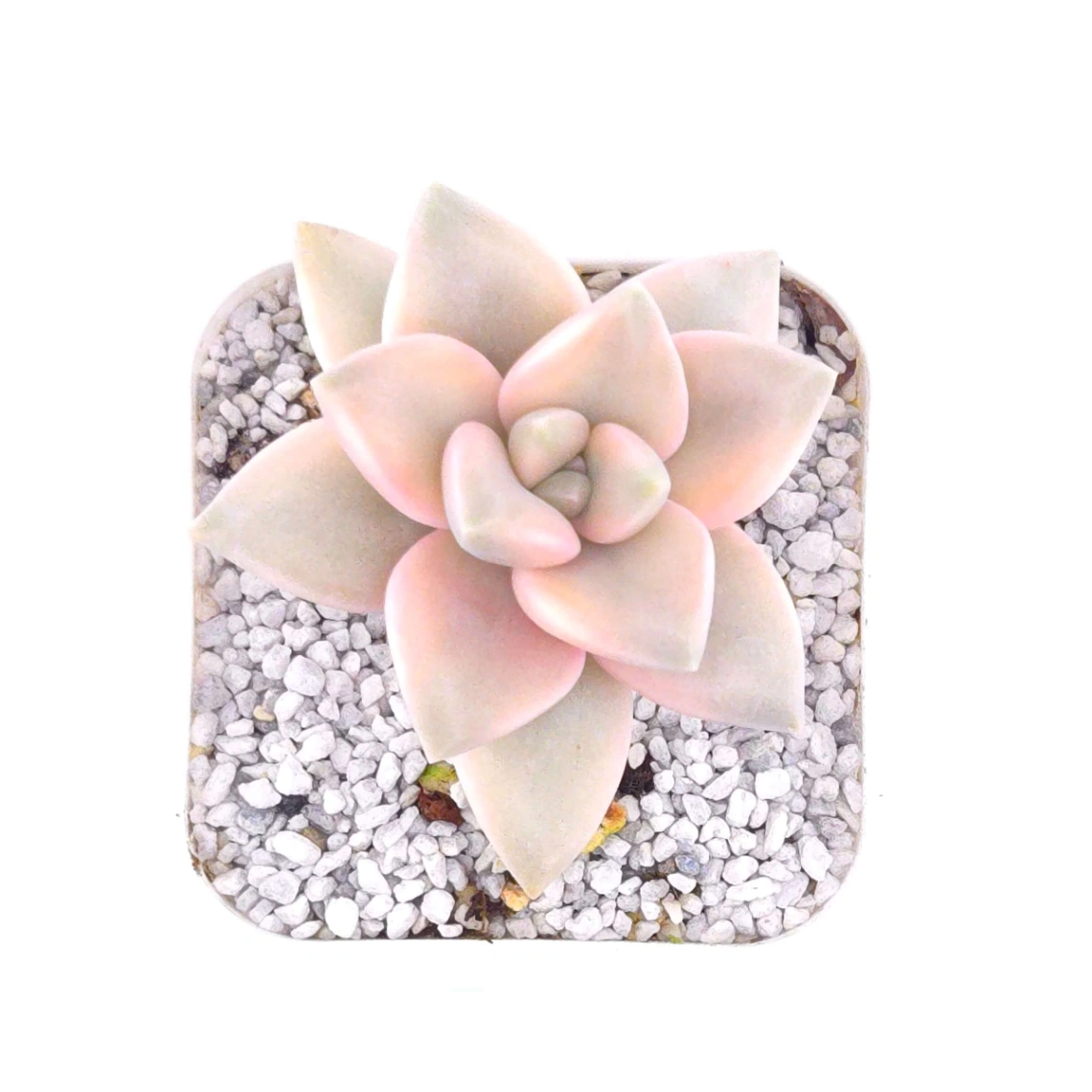Graptopetalum paraguayense ‘Awayuki’ variegated | 淡雪 thumbnail 3