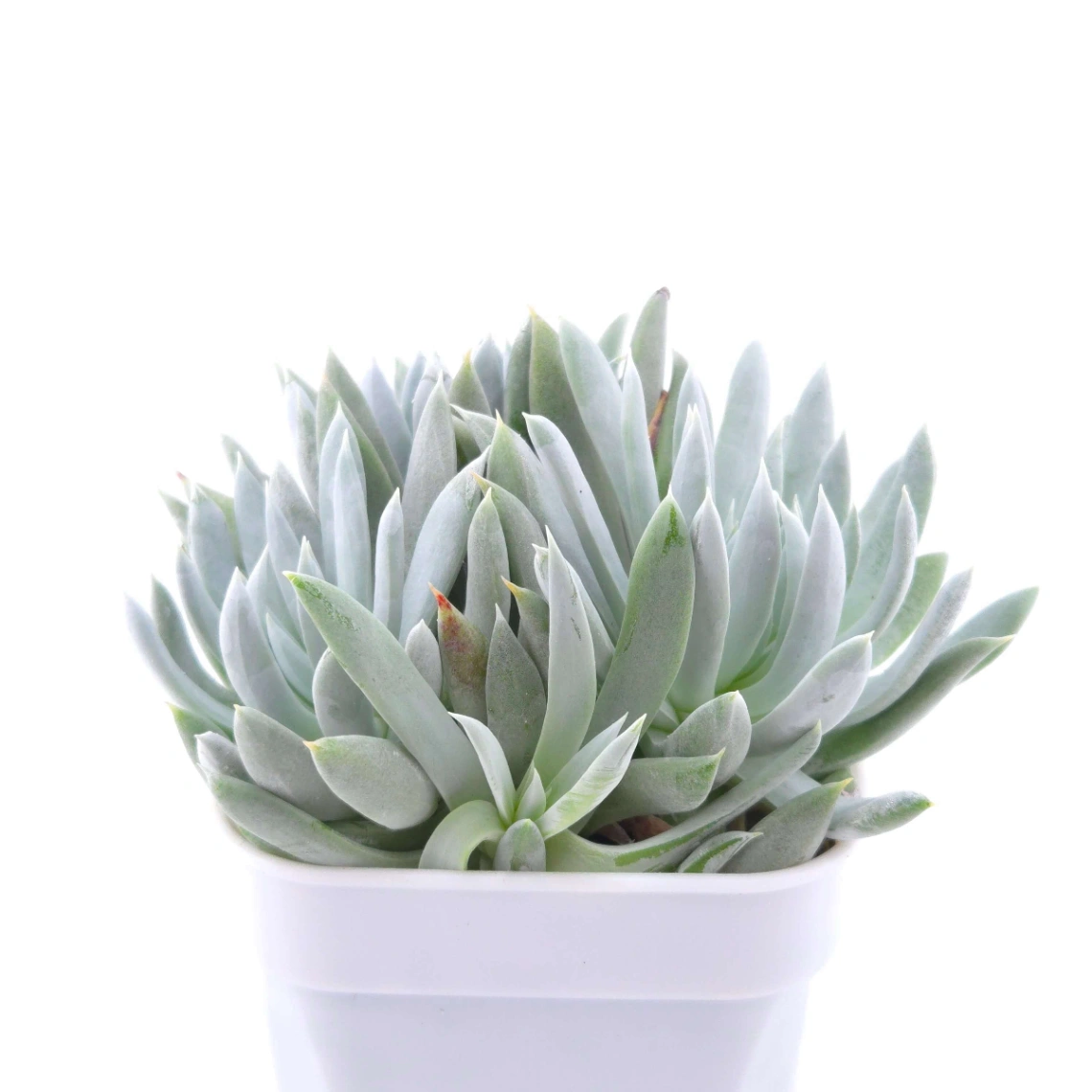Dudleya nubigena | 努比吉娜 thumbnail 2