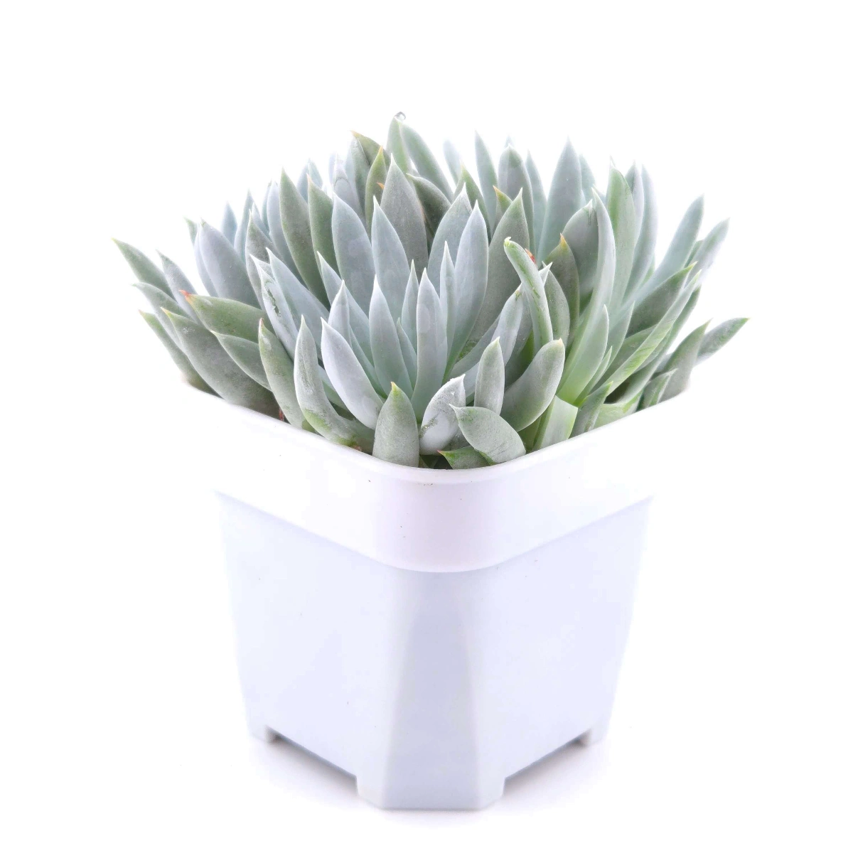 Dudleya nubigena | 努比吉娜 thumbnail 3
