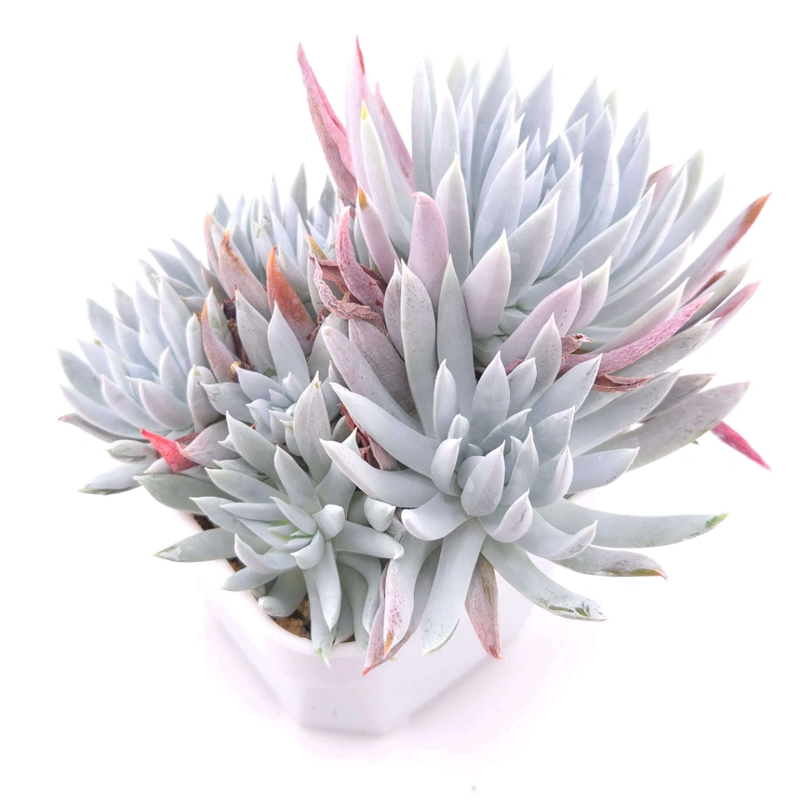 Dudleya nubigena | 努比吉娜 thumbnail 2