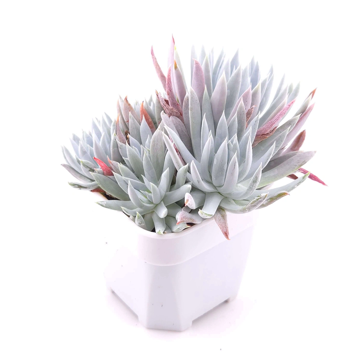 Dudleya nubigena | 努比吉娜 thumbnail 3