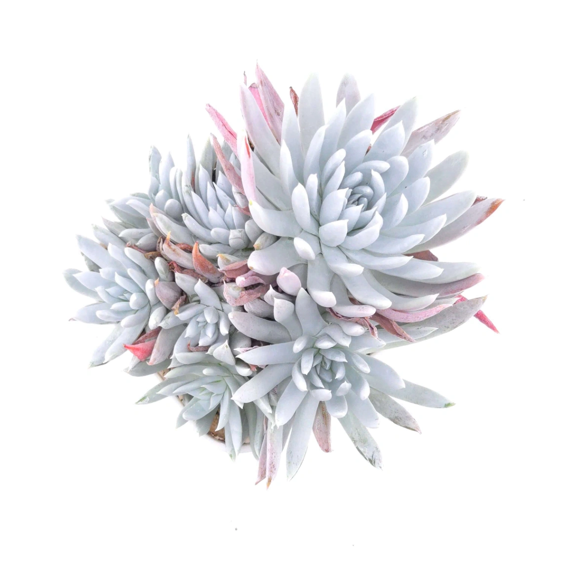 Dudleya nubigena | 努比吉娜 - View 1