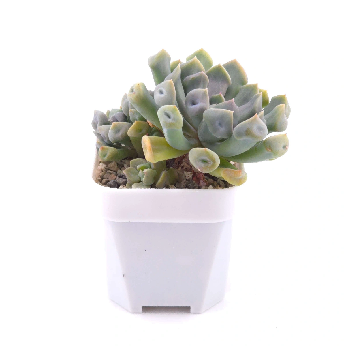 Graptoveria ‘Cupid’ | 丘比特 thumbnail 2
