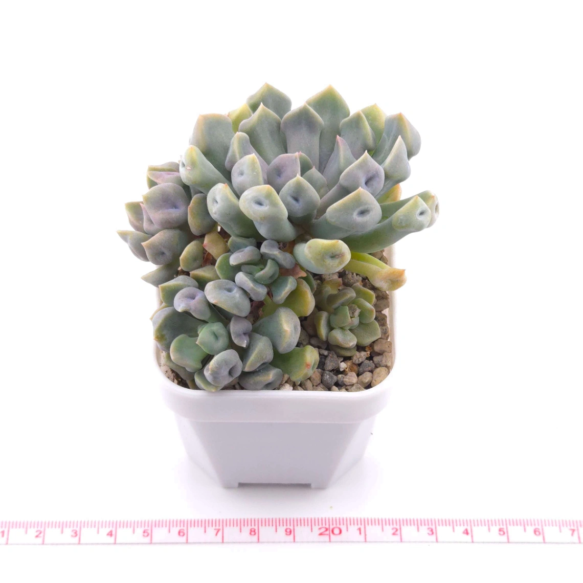 Graptoveria ‘Cupid’ | 丘比特 thumbnail 3