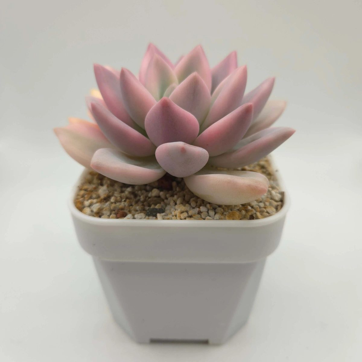 Graptoveria ‘Opalina’ variegated | 奥普琳娜錦 thumbnail 2