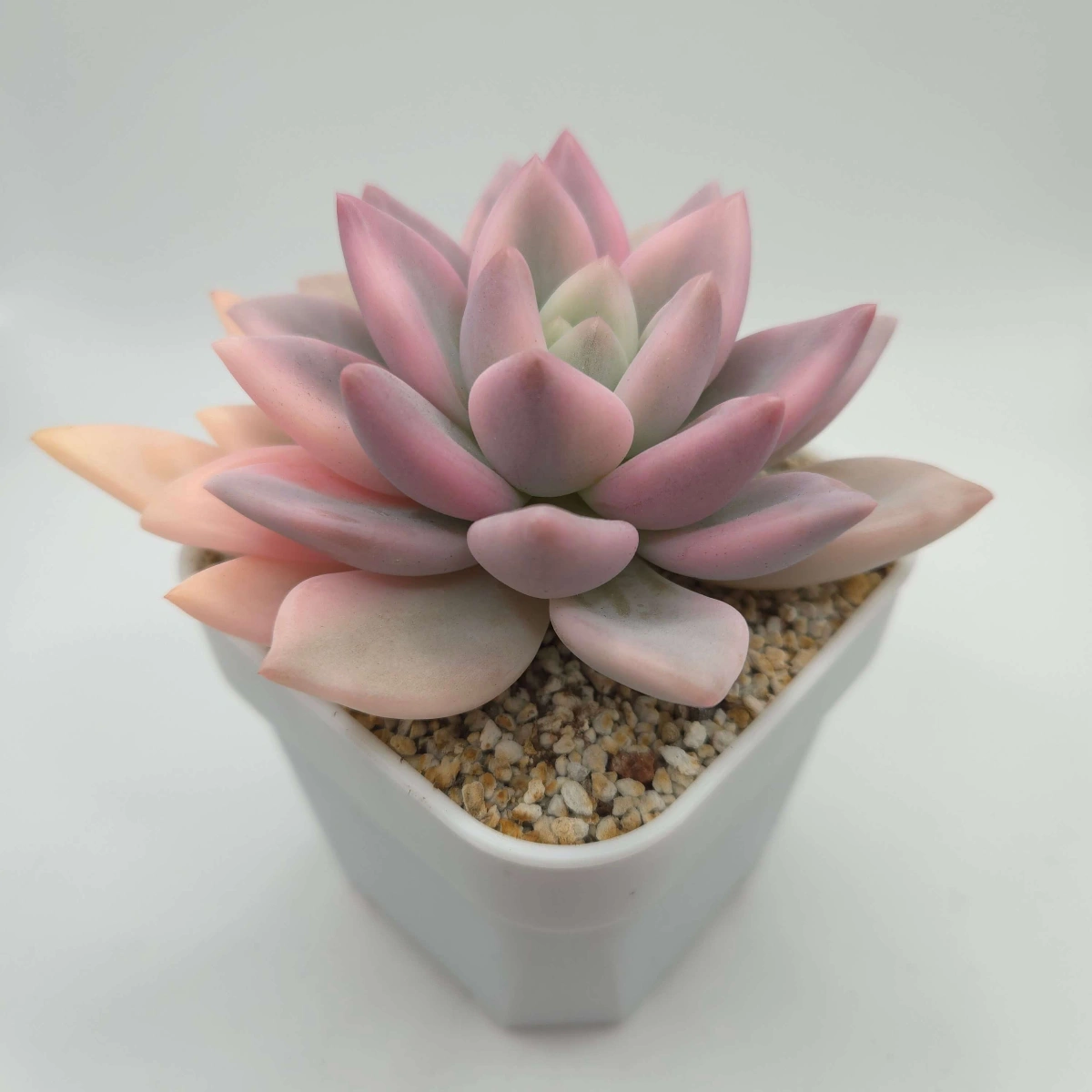 Graptoveria ‘Opalina’ variegated | 奥普琳娜錦 thumbnail 3