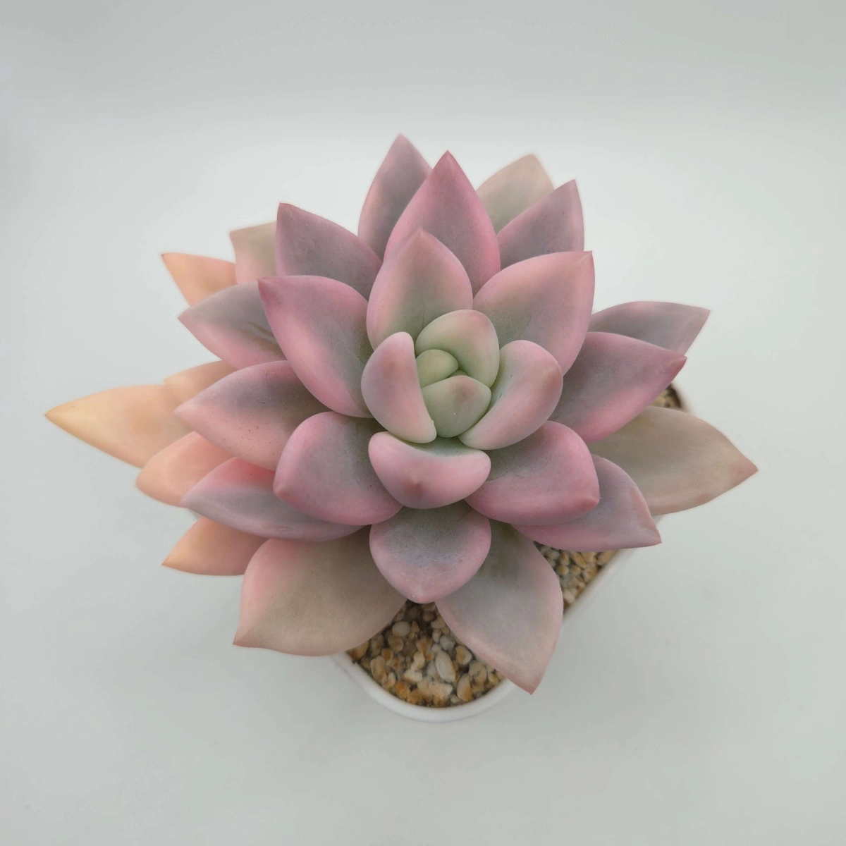 Graptoveria ‘Opalina’ variegated | 奥普琳娜錦 - View 1