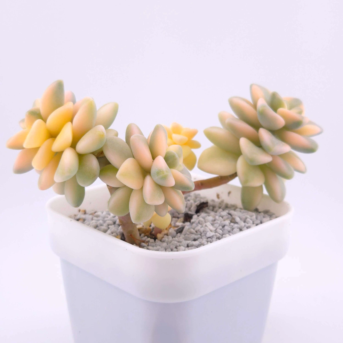 Graptoveria ‘Titubans’ / ‘Apricot Beauty’ variegated | 美杏錦 thumbnail 2