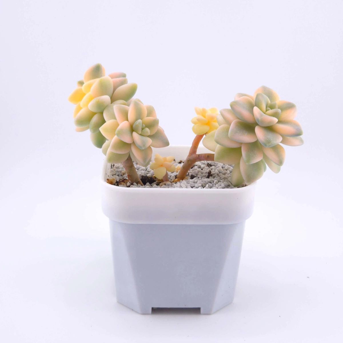 Graptoveria ‘Titubans’ / ‘Apricot Beauty’ variegated | 美杏錦 thumbnail 3
