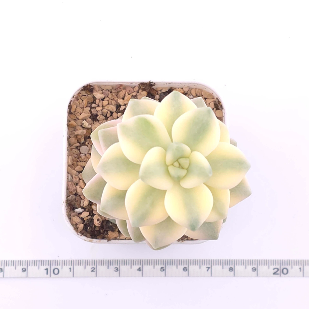 Graptoveria ‘Titubans’ / ‘Apricot Beauty’ variegated | 美杏錦 thumbnail 2