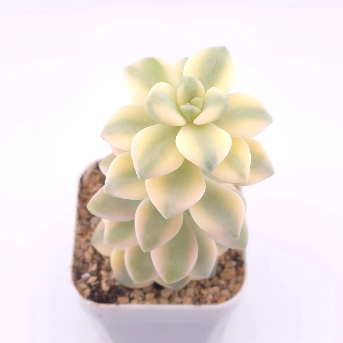 Graptoveria ‘Titubans’ / ‘Apricot Beauty’ variegated | 美杏錦 thumbnail 3