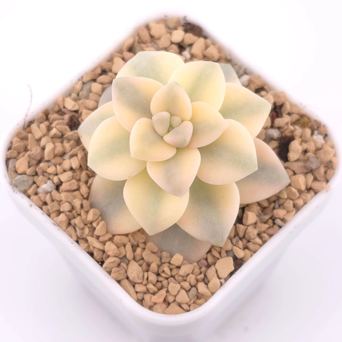 Graptoveria ‘Titubans’ / ‘Apricot Beauty’ variegated | 美杏錦 thumbnail 2
