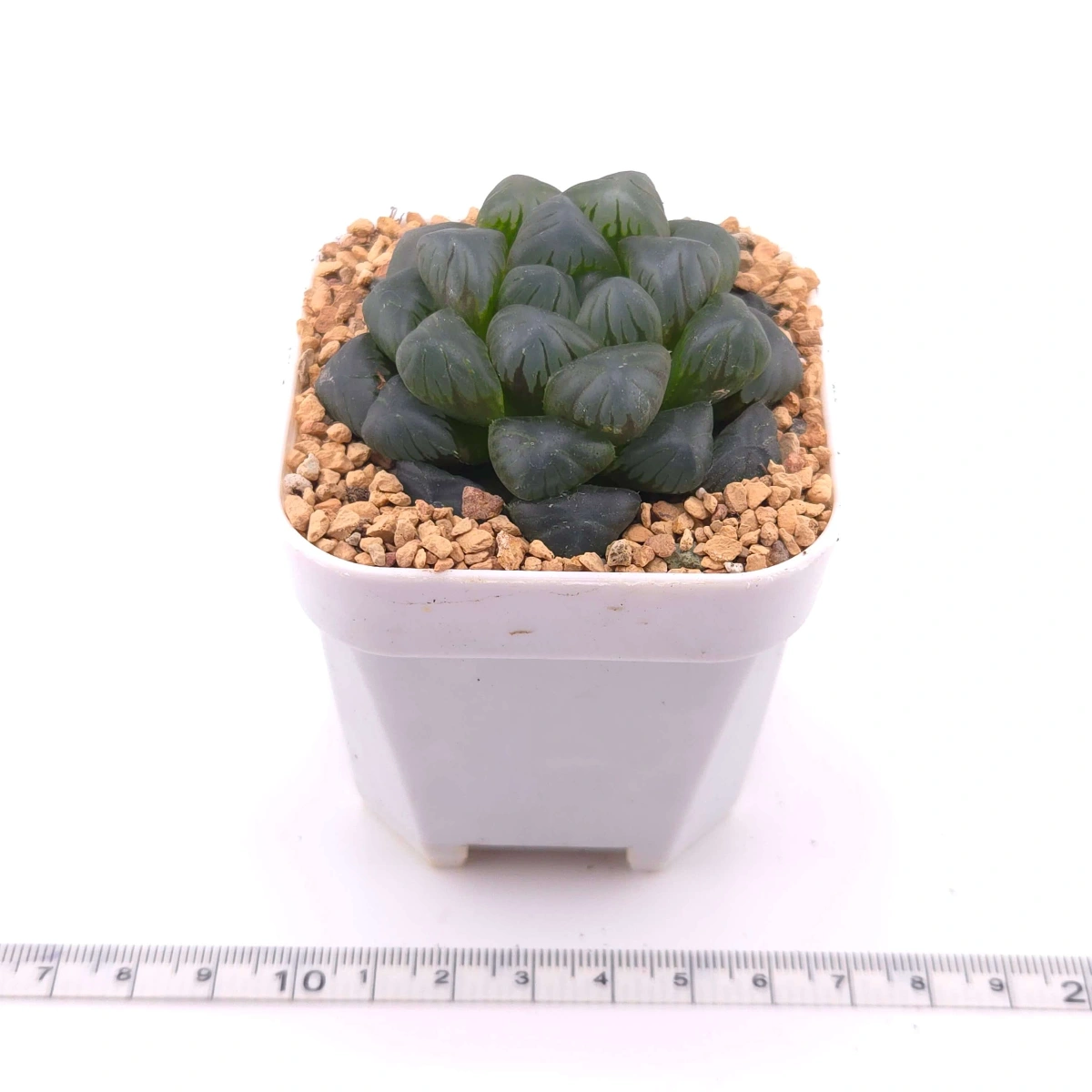 Haworthia ‘Mordor’ | 摩多 thumbnail 2