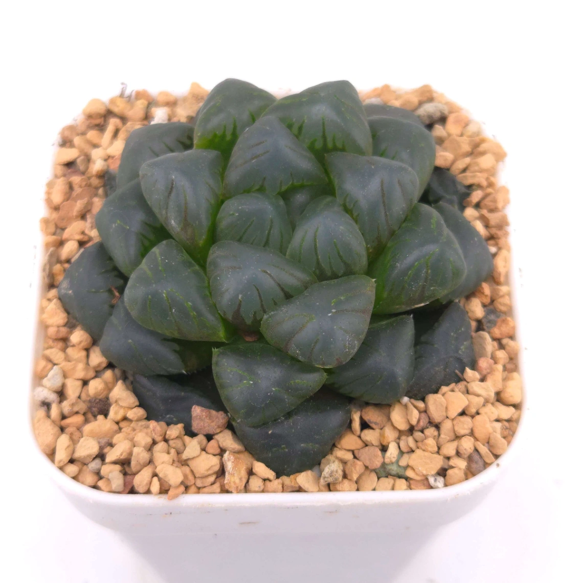 Haworthia ‘Mordor’ | 摩多 - View 1