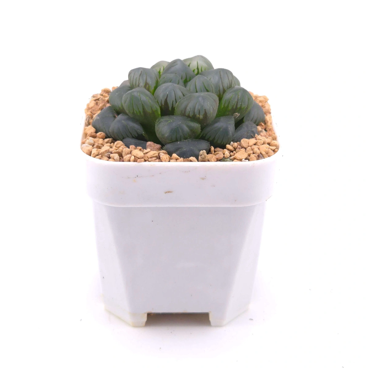 Haworthia ‘Mordor’ | 摩多 thumbnail 3