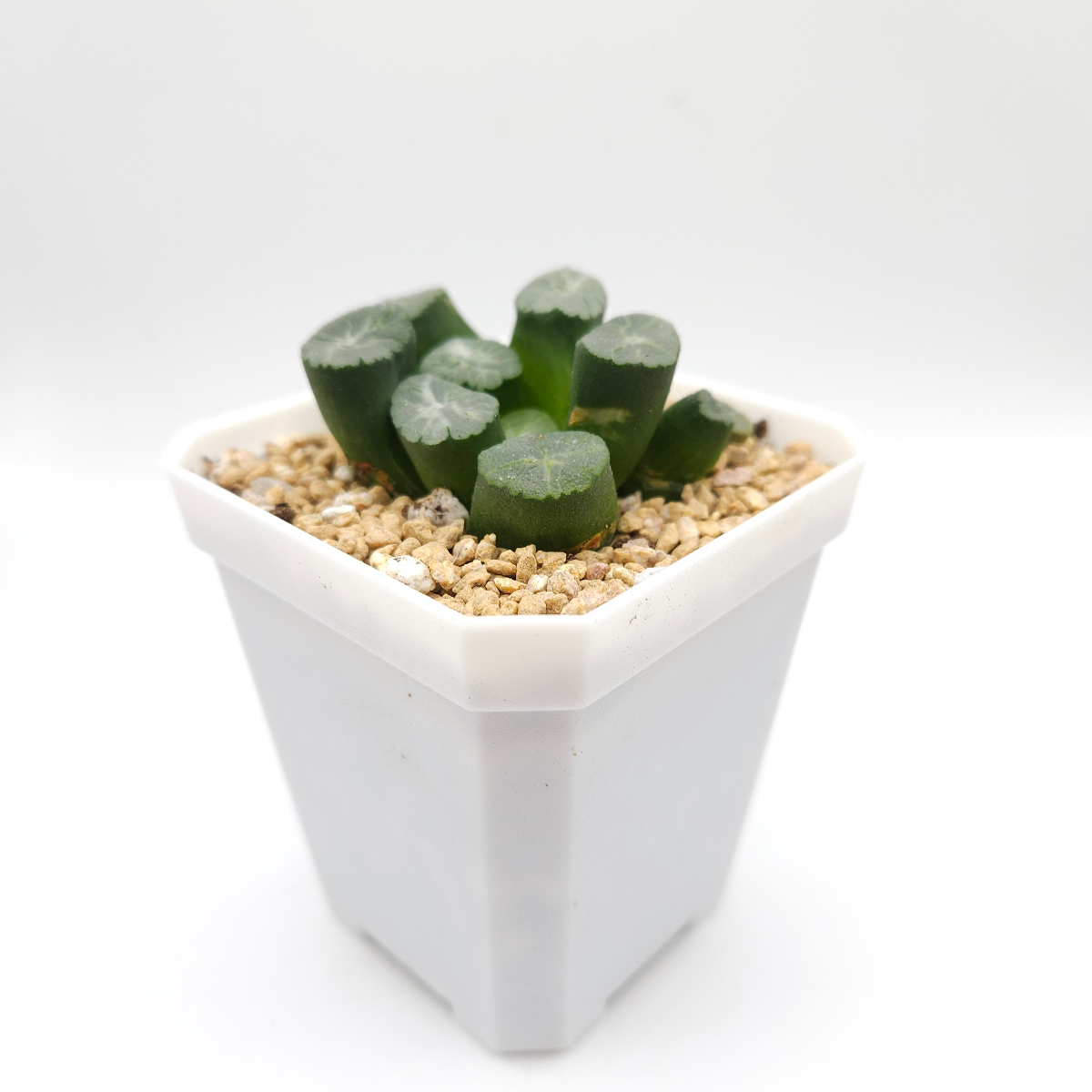 Haworthia maughanii | 萬象 thumbnail 3